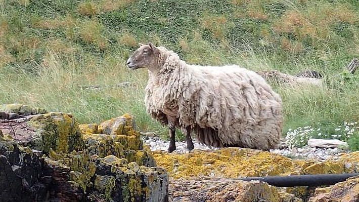 Bééznadějně osamocená ovce žije na skotském útesu. Záchrany se jen tak nedočká